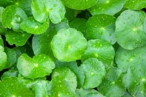 centella