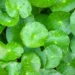 centella